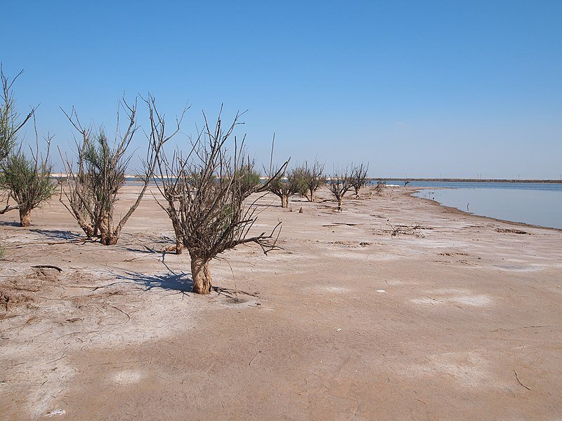 Nel mondo i suoli salini e sodici rilevati come tali fino a un metro di profondità si estendono per 833 milioni di ettari. Foto: Rheins ATTRIBUTION 3.0 UNPORTED CC BY 3.0 Deed