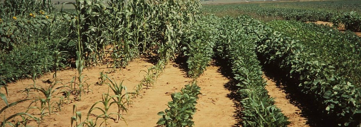 La più rapida perdita di fosforo dai suoli legata al cambiamento climatico è una minaccia per la produzione agricola a livello globale. Foto: Alandmanson ATTRIBUTION-SHAREALIKE 4.0 INTERNATIONAL CC BY-SA 4.0 Deed