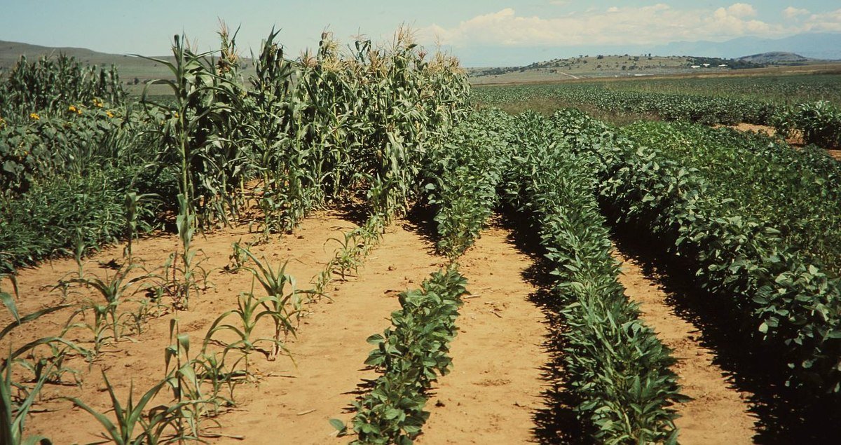 La più rapida perdita di fosforo dai suoli legata al cambiamento climatico è una minaccia per la produzione agricola a livello globale. Foto: Alandmanson ATTRIBUTION-SHAREALIKE 4.0 INTERNATIONAL CC BY-SA 4.0 Deed