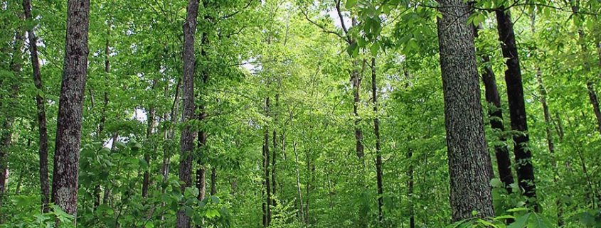 Grazie alla loro capacità di sequestro di carbonio le foreste sono una risorsa essenziale nella mitigazione del cambiamento climatico. Foto: USDA Nicholas A Toneli Creative Commons; Attribution 2.0 Generic (CC BY 2.0)