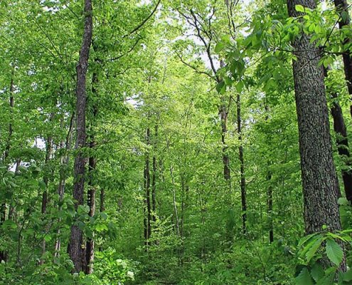 Due to their carbon sequestration potential, forests are an essential resource in climate change mitigation. Photo: USDA Nicholas A Toneli Creative Commons; Attribution 2.0 Generic (CC BY 2.0)
