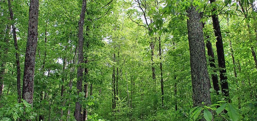 Due to their carbon sequestration potential, forests are an essential resource in climate change mitigation. Photo: USDA Nicholas A Toneli Creative Commons; Attribution 2.0 Generic (CC BY 2.0)