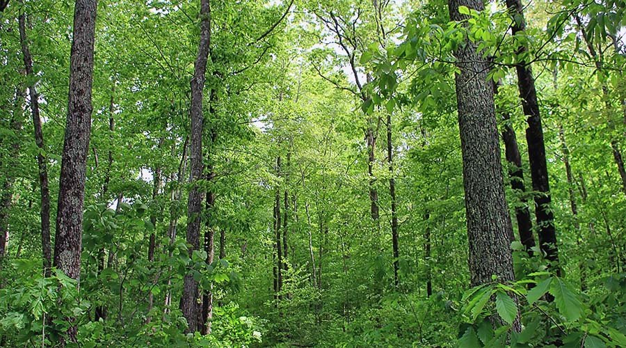 Grazie alla loro capacità di sequestro di carbonio le foreste sono una risorsa essenziale nella mitigazione del cambiamento climatico. Foto: USDA Nicholas A Toneli Creative Commons; Attribution 2.0 Generic (CC BY 2.0)
