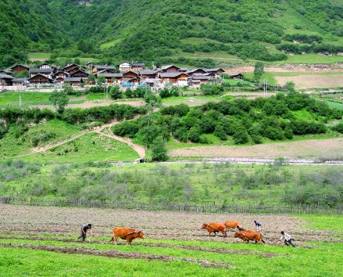 L'indagine sul carbonio organico del suolo si è stata condotta nelle foreste della riserva naturale di Wanglang, nella provincia di Sichuan, a sud-est dell'altopiano tibetano. Foto: Philippe Semanaz ATTRIBUTION-SHAREALIKE 2.0 GENERIC CC BY-SA 2.0 Deed