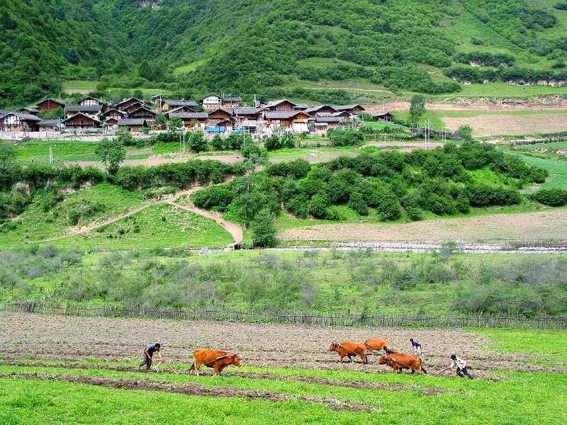 L'indagine sul carbonio organico del suolo si è stata condotta nelle foreste della riserva naturale di Wanglang, nella provincia di Sichuan, a sud-est dell'altopiano tibetano. Foto: Philippe Semanaz ATTRIBUTION-SHAREALIKE 2.0 GENERIC CC BY-SA 2.0 Deed
