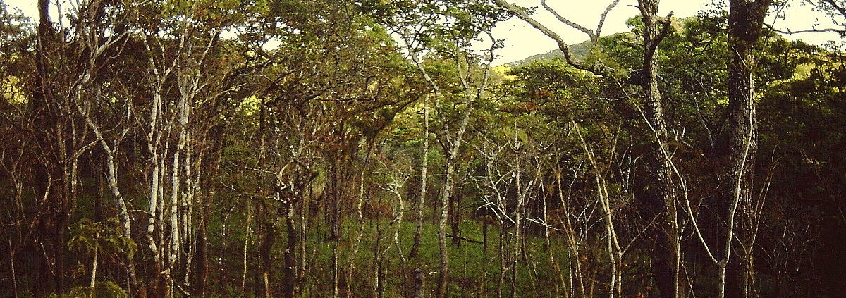 Il carbonio sequestrato dalle foreste di miombo in Mozambico potrebbe superare di 2,2 volte le stime. Foto: Lichinga ATTRIBUTION-SHAREALIKE 4.0 INTERNATIONAL CC BY-SA 4.0 Deed