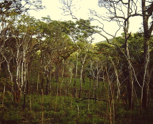 Il carbonio sequestrato dalle foreste di miombo in Mozambico potrebbe superare di 2,2 volte le stime. Foto: Lichinga ATTRIBUTION-SHAREALIKE 4.0 INTERNATIONAL CC BY-SA 4.0 Deed