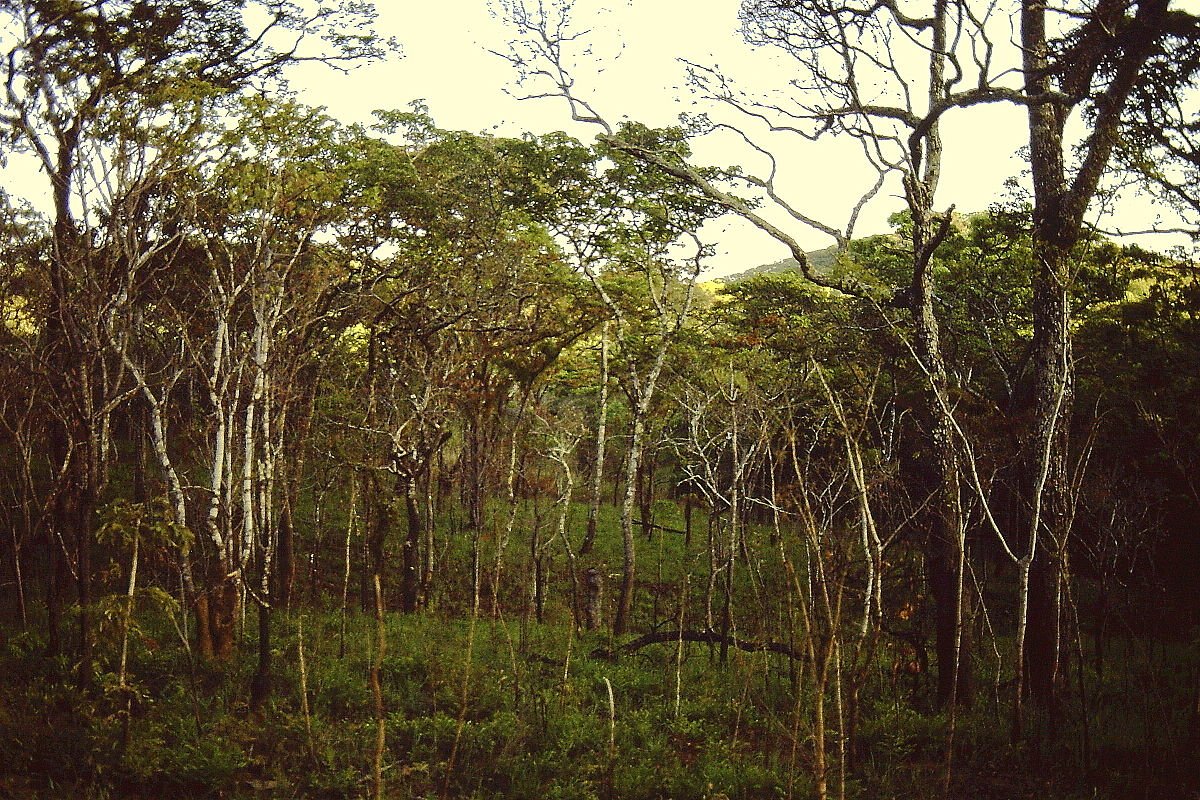 Il carbonio sequestrato dalle foreste di miombo in Mozambico potrebbe superare di 2,2 volte le stime. Foto: Lichinga ATTRIBUTION-SHAREALIKE 4.0 INTERNATIONAL CC BY-SA 4.0 Deed