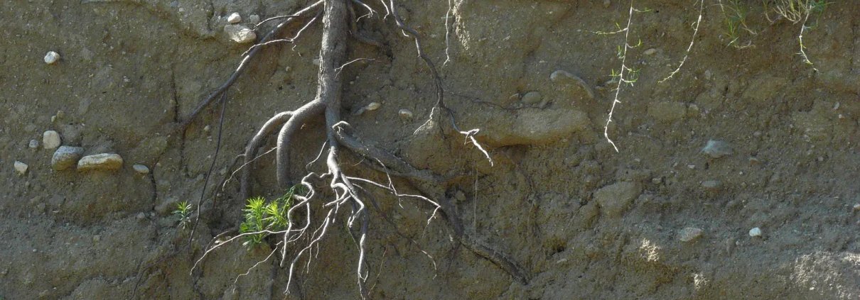 La respirazione del terreno, sia autotrofa che eterotrofa, costituisce una componente cruciale per il ciclo del carbonio. Foto: Konstantinos Kourtidis Creative Commons Attribution-NonCommercial-ShareAlike 3.0 Unported (CC BY-NC-SA 3.0)