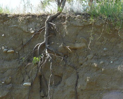 La respirazione del terreno, sia autotrofa che eterotrofa, costituisce una componente cruciale per il ciclo del carbonio. Foto: Konstantinos Kourtidis Creative Commons Attribution-NonCommercial-ShareAlike 3.0 Unported (CC BY-NC-SA 3.0)