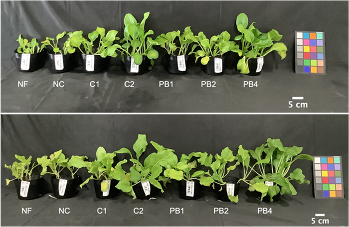 Plants were grown at either 15°C – 25°C (Cool, a, c, e, g) or 22–32 °C (Warm, b, d, f, h). Fertilizer treatments were: no fertilizer (NF), a no N control (NC), mineral fertilizer controls (C1 and C2), and PB treatments (PB1, PB2, and PB4), where 1, 2, and 4 represent an added amount of fertilizer corresponding to the amount of N in C1. Source: Riken Press Release