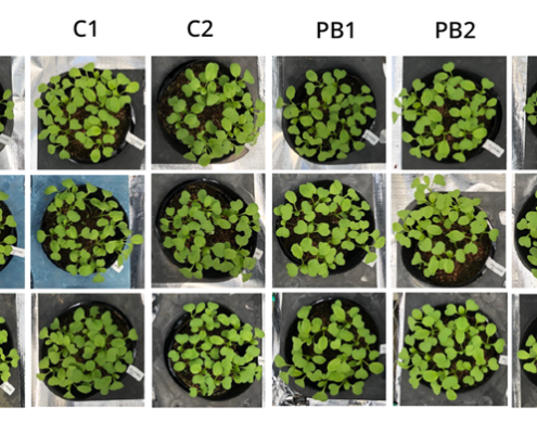 L'efficacia dei batteri viola non solforati come fertilizzanti è stata testata nella coltivazione degli spinaci. Le colture sono state trattate con due fertilizzanti azotati inorganici e con il prodotto a base di biomassa realizzato con una dose variabile di azoto (pari, doppia o quadrupla rispetto a quella di un fertilizzante sintetico tradizionale). Foto: Riken press release