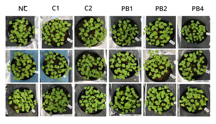 L'efficacia dei batteri viola non solforati come fertilizzanti è stata testata nella coltivazione degli spinaci. Le colture sono state trattate con due fertilizzanti azotati inorganici e con il prodotto a base di biomassa realizzato con una dose variabile di azoto (pari, doppia o quadrupla rispetto a quella di un fertilizzante sintetico tradizionale). Foto: Riken press release