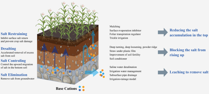 Fig.5 Prospects of future saline-alkali land utilization and management. Fonte: Wang et al., "Saline-alkali soil reclamation and utilization in China: progress and prospects", in Front. Agr. Sci. Eng. ›› 2024, Vol. 11 ›› Issue (2) : 216-228. DOI: 10.15302/J-FASE-2024551 https://journal.hep.com.cn/fase/EN/10.15302/J-FASE-2024551 ATTRIBUZIONE 4.0 INTERNAZIONALE CC BY 4.0 Deed
