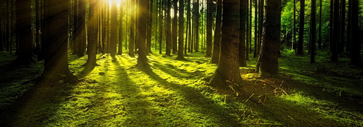 A causa del riscaldamento globale, gli alberi potrebbero trasferirsi in terreni che non hanno la vita fungina in grado di sostenerli. FOTO: Joe da Pixabay