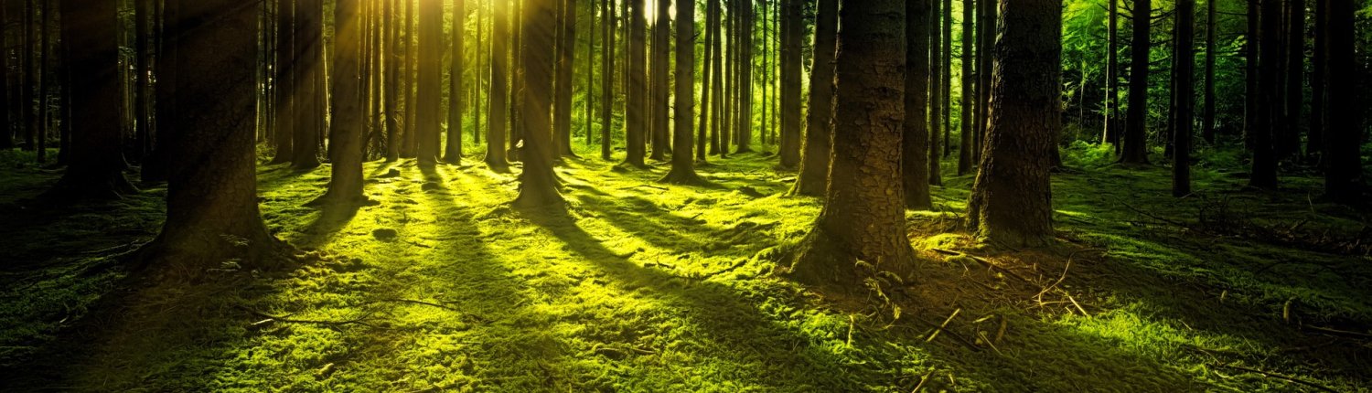 A causa del riscaldamento globale, gli alberi potrebbero trasferirsi in terreni che non hanno la vita fungina in grado di sostenerli. FOTO: Joe da Pixabay