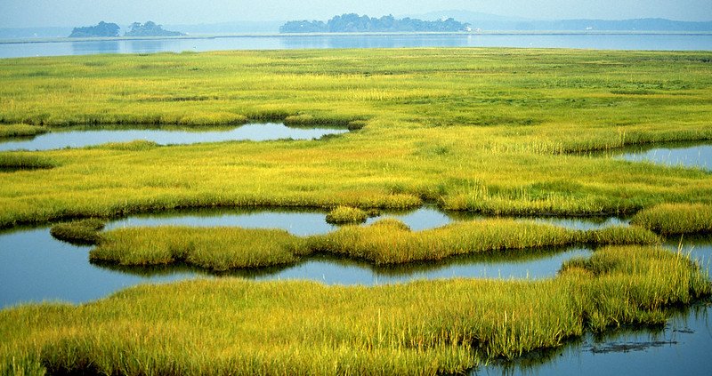 Globally, scientists explained, wetlands are rich in biodiversity and provide various services including water supply for agricultural use and carbon storage. Photo: Kelly Fike/U.S. Fish and Wildlife Service Northeast Region PUBLIC DOMAIN MARK 1.0 UNIVERSAL PDM 1.0 Deed