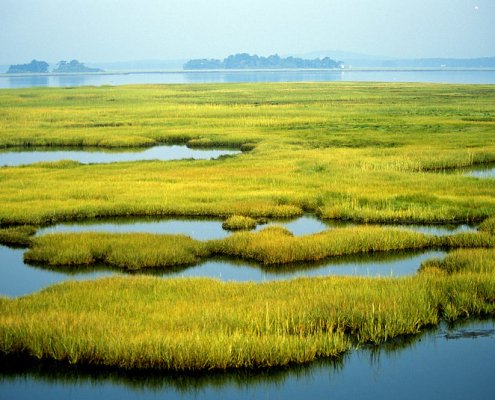 A livello globale, sottolineano da tempo gli scienziati, le zone umide sono ricche di biodiversità e forniscono diversi servizi tra cui la fornitura d’acqua per uso agricolo e lo stoccaggio del carbonio. Foto: Kelly Fike/U.S. Fish and Wildlife Service Northeast Region PUBLIC DOMAIN MARK 1.0 UNIVERSAL PDM 1.0 Deed
