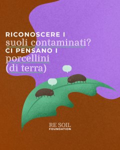resoil porcellini terra
