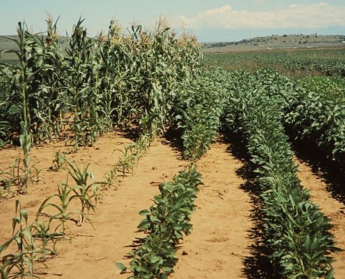 The accelerated loss of phosphorus from soils linked to climate change is a threat to agricultural production globally. Photo: Alandmanson ATTRIBUTION-SHAREALIKE 4.0 INTERNATIONAL CC BY-SA 4.0 Deed