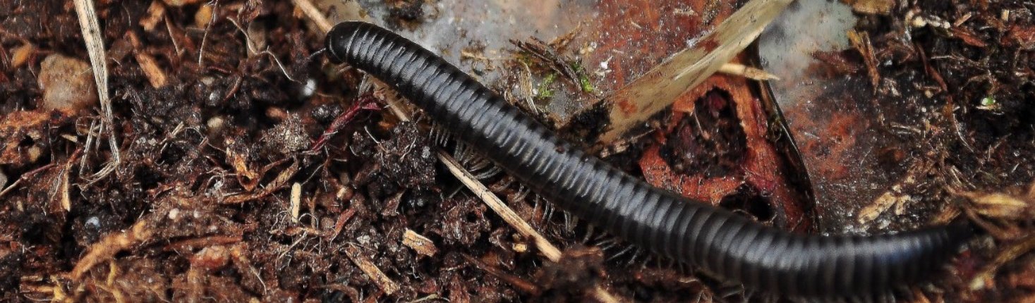 The sounds produced by invertebrates are an indicator of soil biodiversity. Photo: Gabriel González Free for personal and commercial use Attribution 2.0 Generic CC BY 2.0 Deed