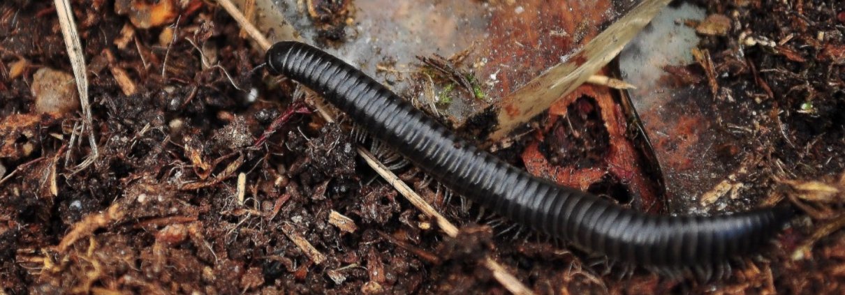 I suoni prodotti dagli invertebrati sono un indice del livello di biodiversità del suolo. Foto: Gabriel González Free for personal and commercial use Attribution 2.0 Generic CC BY 2.0 Deed