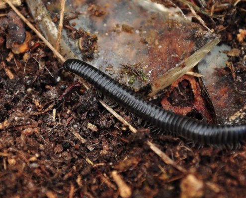 I suoni prodotti dagli invertebrati sono un indice del livello di biodiversità del suolo. Foto: Gabriel González Free for personal and commercial use Attribution 2.0 Generic CC BY 2.0 Deed