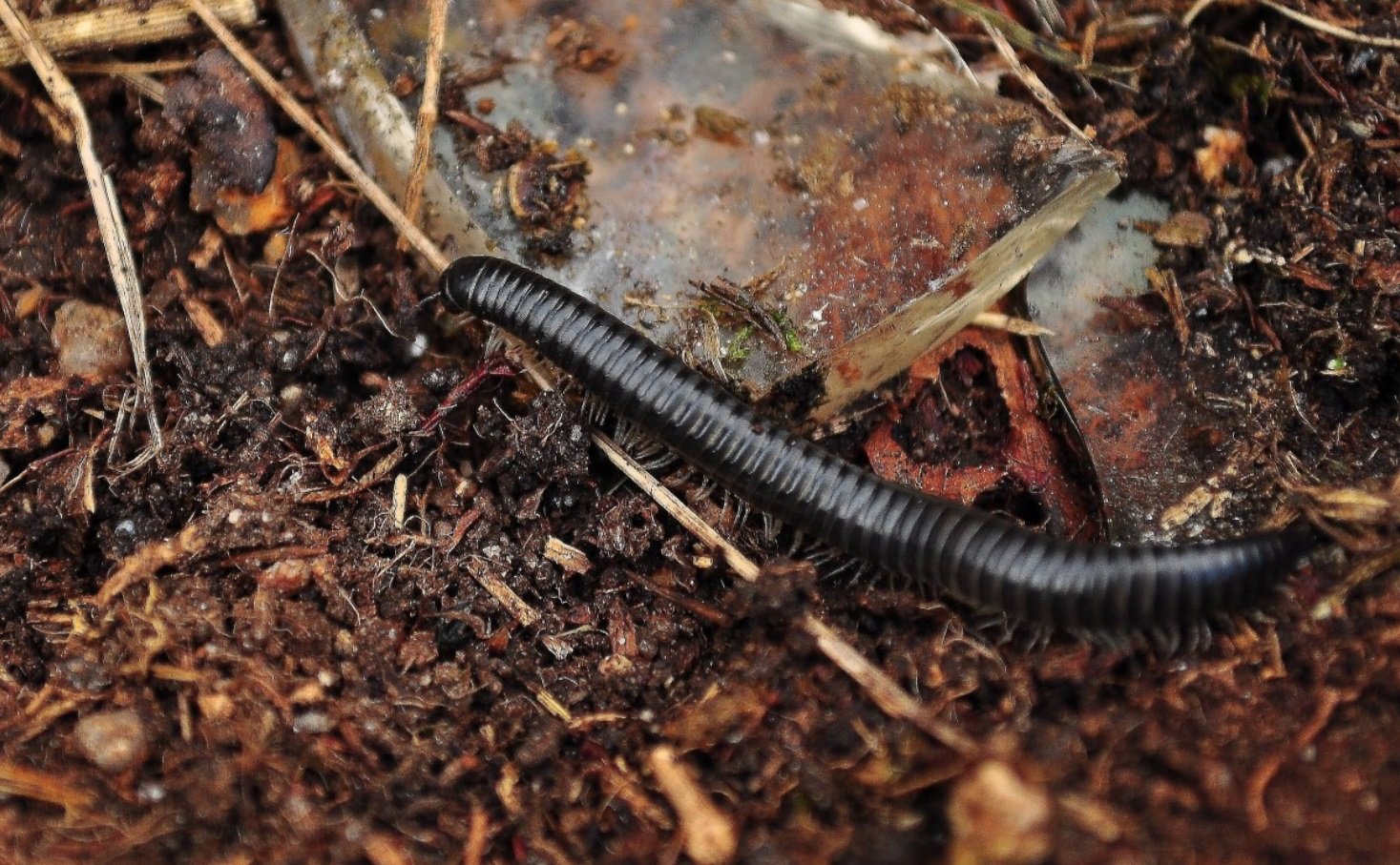 I suoni prodotti dagli invertebrati sono un indice del livello di biodiversità del suolo. Foto: Gabriel González Free for personal and commercial use Attribution 2.0 Generic CC BY 2.0 Deed