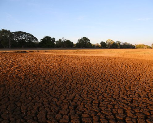 In some Asian countries, the frequency of flash drought events has increased from 20% to 80%. Photo: Bioversity International/S.Landersz ATTRIBUTION-NONCOMMERCIAL-NODERIVS 2.0 GENERIC CC BY-NC-ND 2.0 Deed