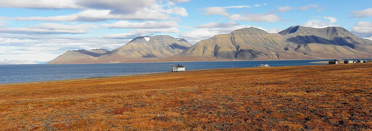 So far, the Arctic has managed to preserve its plant biodiversity. But things are changing. Photo: Billy Lindblom Attribution 2.0 Generic CC BY 2.0 Deed