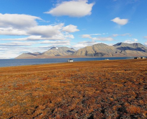 So far, the Arctic has managed to preserve its plant biodiversity. But things are changing. Photo: Billy Lindblom Attribution 2.0 Generic CC BY 2.0 Deed
