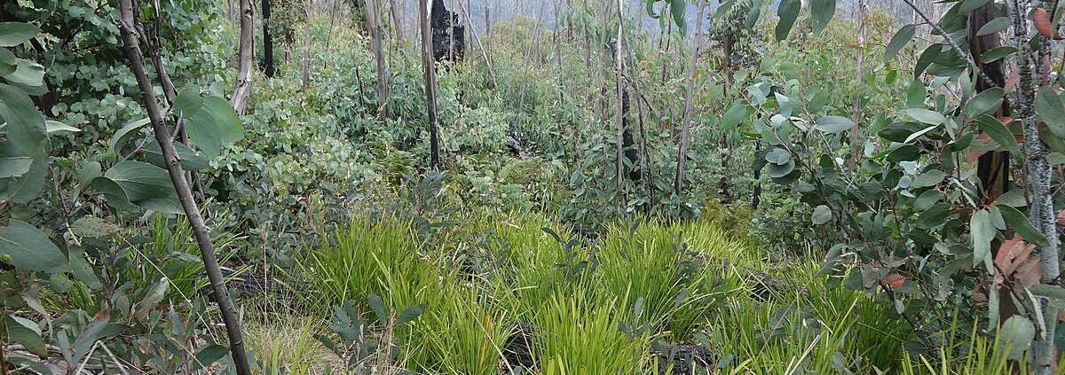 By applying the most suitable forest restoration system in each location, 31.4 billion tonnes of CO2 could be sequestered globally. Photo: Neb Attribution-ShareAlike 4.0 International CC BY-SA 4.0 Deed