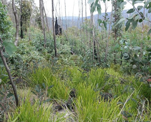 By applying the most suitable forest restoration system in each location, 31.4 billion tonnes of CO2 could be sequestered globally. Photo: Neb Attribution-ShareAlike 4.0 International CC BY-SA 4.0 Deed