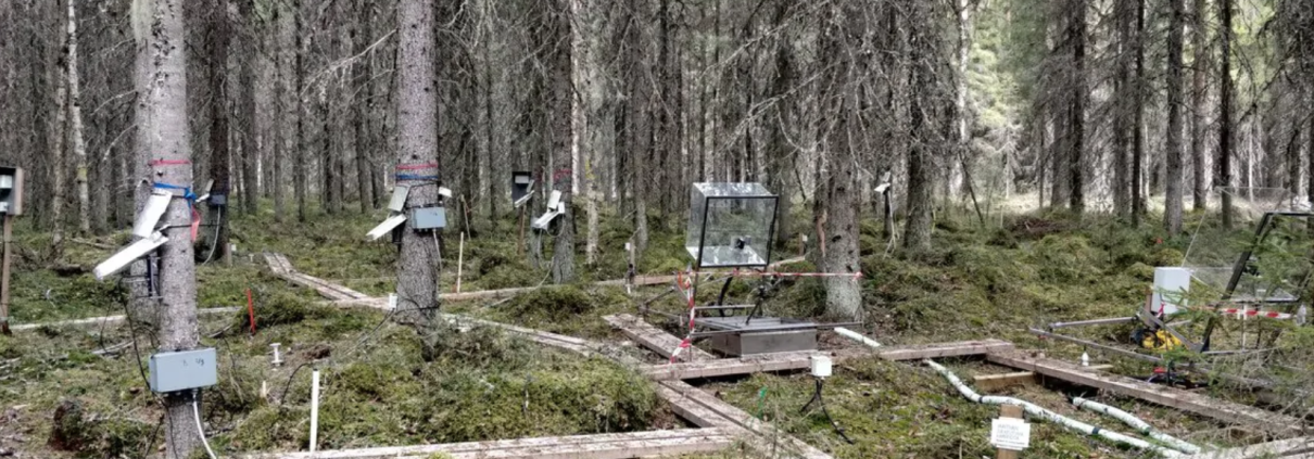 I dispositivi di monitoraggio del progetto Holisoils aiuteranno a comprendere l'influenza del suolo nella capacità di sequestro di carbonio delle foreste europee. FOTO: Archivio Holisoils