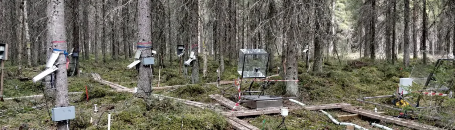 I dispositivi di monitoraggio del progetto Holisoils aiuteranno a comprendere l'influenza del suolo nella capacità di sequestro di carbonio delle foreste europee. FOTO: Archivio Holisoils