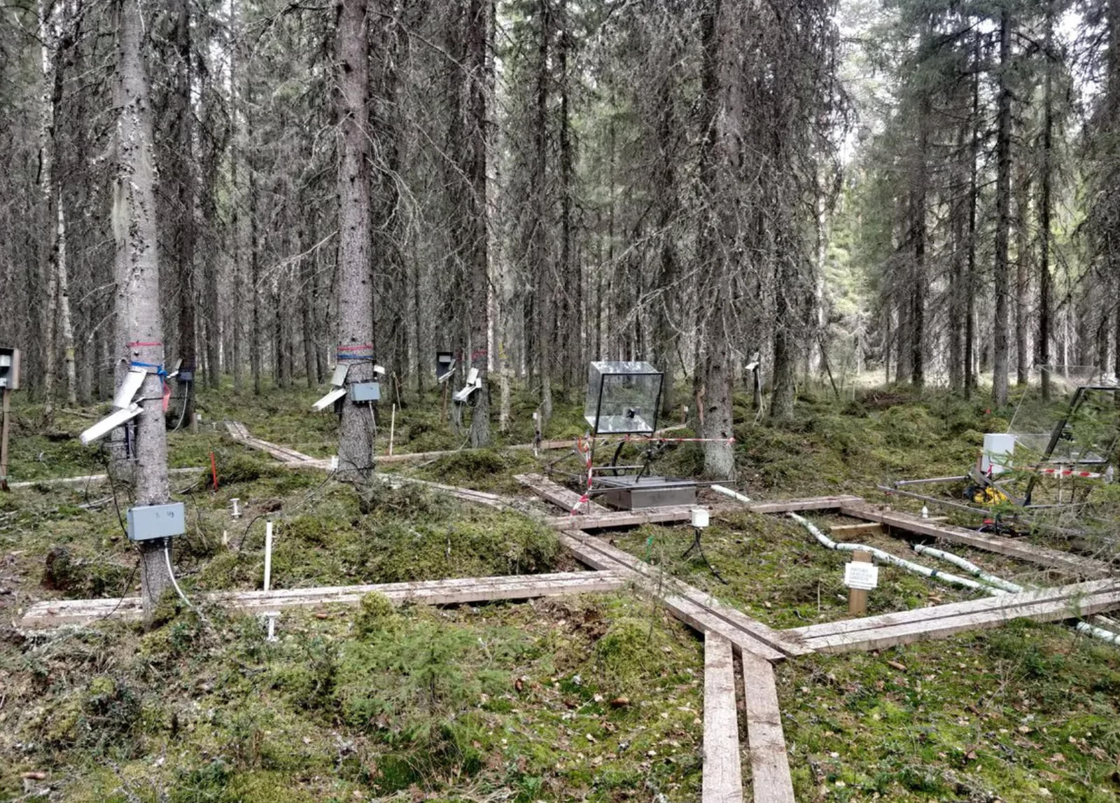 I dispositivi di monitoraggio del progetto Holisoils aiuteranno a comprendere l'influenza del suolo nella capacità di sequestro di carbonio delle foreste europee. FOTO: Archivio Holisoils