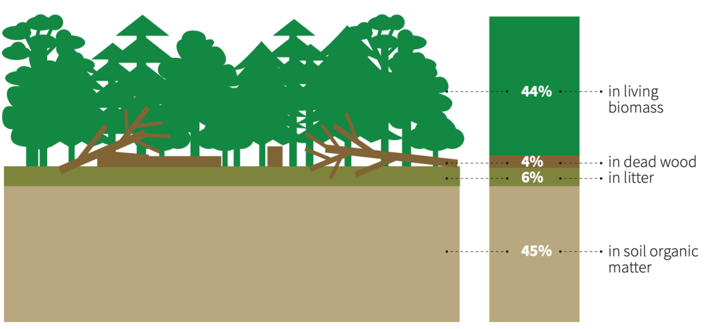Proporzione degli stock di carbonio sequestrati nelle foreste e nei loro sottosuoli. FONTE: FAO, Global Forest Resources Assessment 2020.