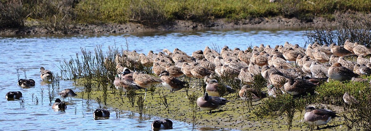 Working at the Upper Newport Bay Ecological Reserve, researchers from the University of Southern California want to create a predictive method of carbon loss in coastal areas. Photo: Nandaro Attribution-ShareAlike 3.0 Unported CC BY-SA 3.0 Deed