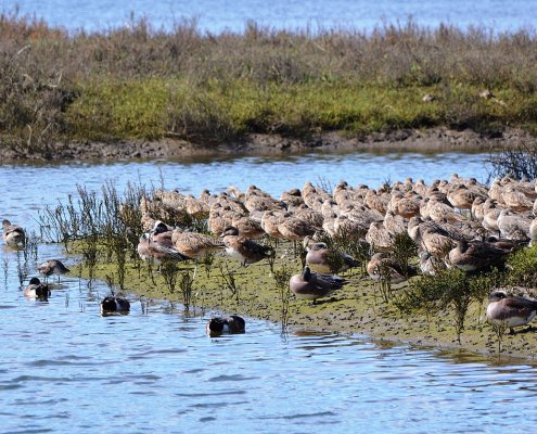 Working at the Upper Newport Bay Ecological Reserve, researchers from the University of Southern California want to create a predictive method of carbon loss in coastal areas. Photo: Nandaro Attribution-ShareAlike 3.0 Unported CC BY-SA 3.0 Deed