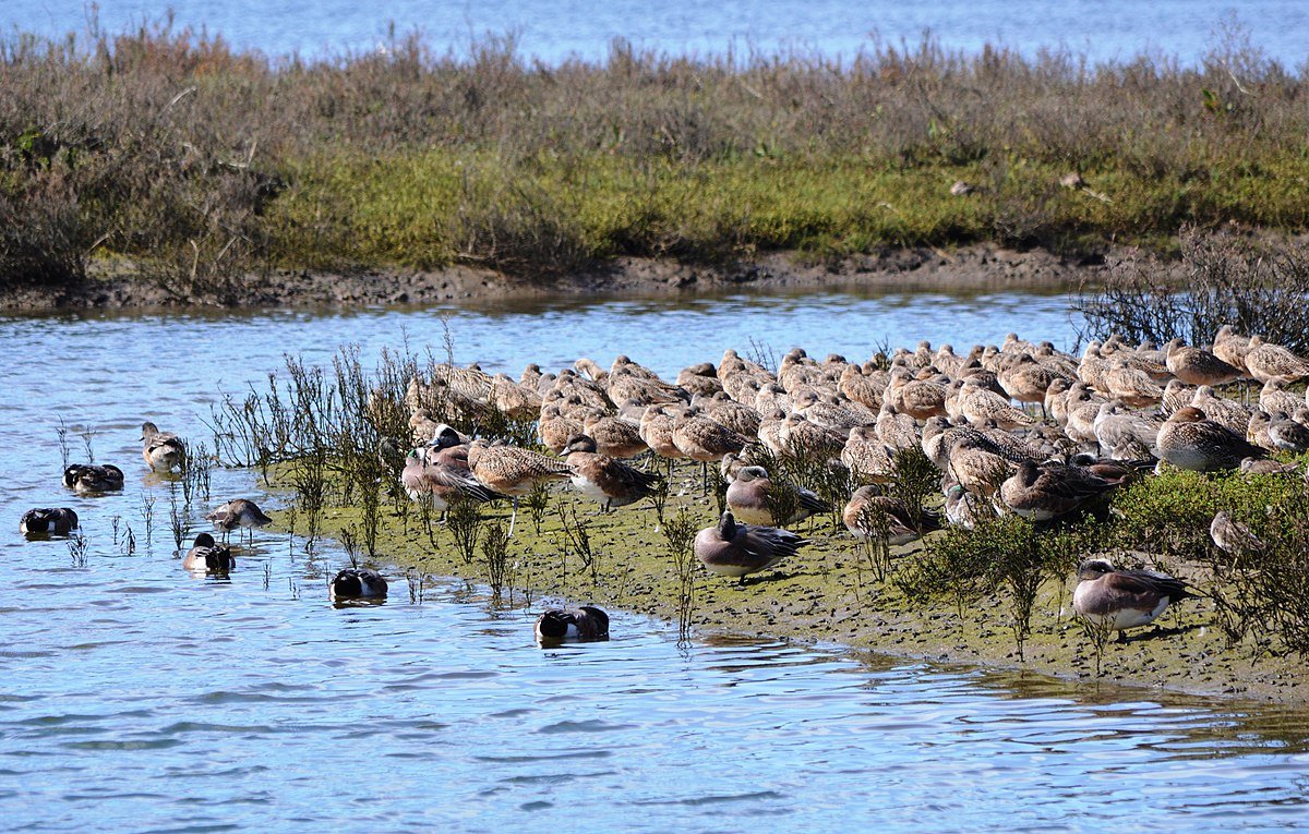 Al lavoro presso la Upper Newport Bay Ecological Reserve, i ricercatori della University of Southern California vogliono creare un metodo predittivo sulla perdita di carbonio nelle aree costiere. Foto: Nandaro Attribution-ShareAlike 3.0 Unported CC BY-SA 3.0 Deed