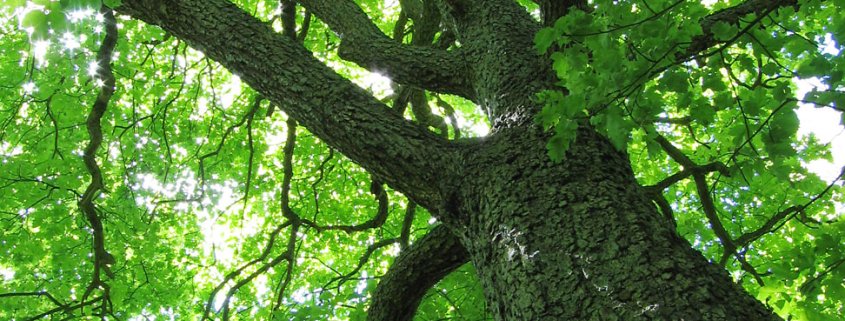 Absorption of microplastics can reduce the efficiency of photosynthesis in wild service trees by almost a third. Photo: Andrew Dunn Attribution-ShareAlike 2.0 Generic CC BY-SA 2.0 Deed