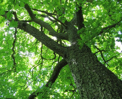 L'assorbimento delle microplastiche può ridurre di quasi un terzo l'efficacia della fotosintesi negli alberi di ciavardello. Foto: Andrew Dunn Attribution-ShareAlike 2.0 Generic CC BY-SA 2.0 Deed