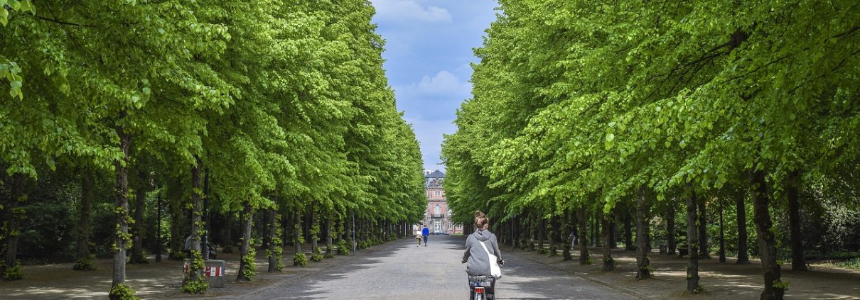 Scegliere il giusto tipo di alberi per vie, cortili, parcheggi e parchi cittadini aiuta a massimizzare il loro contributo per ridurre inquinamento e isole di calore. FOTO: Pixabay