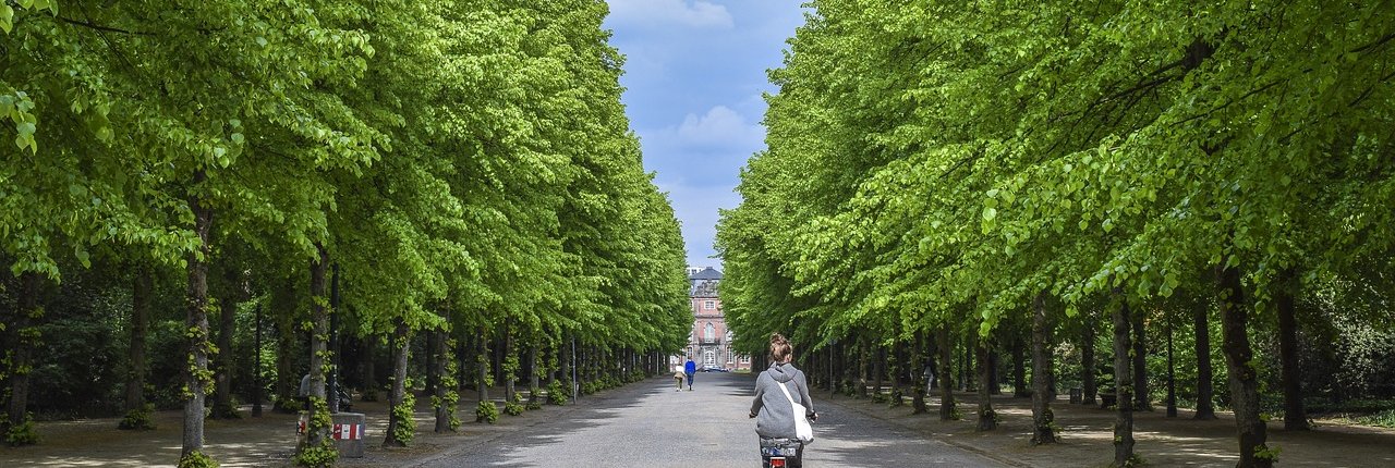 Scegliere il giusto tipo di alberi per vie, cortili, parcheggi e parchi cittadini aiuta a massimizzare il loro contributo per ridurre inquinamento e isole di calore. FOTO: Pixabay