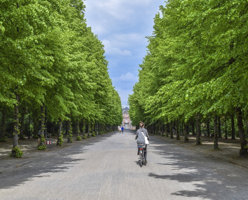 Scegliere il giusto tipo di alberi per vie, cortili, parcheggi e parchi cittadini aiuta a massimizzare il loro contributo per ridurre inquinamento e isole di calore. FOTO: Pixabay