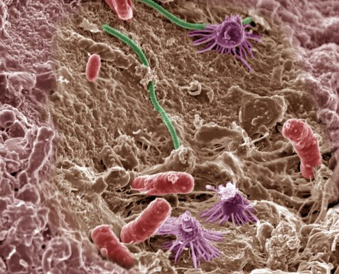 Il sequenziamento dei geni ha dimostrato come i batteri lavorino insieme per prosperare in contesti caratterizzati da diversi livelli di pH. Foto: Pacific Northwest National Laboratory - PNNL Attribution-NonCommercial-ShareAlike 2.0 Generic CC BY-NC-SA 2.0 Deed