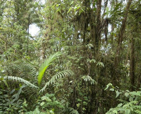 Tropical forests account for more than 50 per cent of the earth's global carbon sink but are threatened by climate change. Photo: Peter Prokosch Attribution-NonCommercial-ShareAlike 2.0 Generic CC BY-NC-SA 2.0 Deed