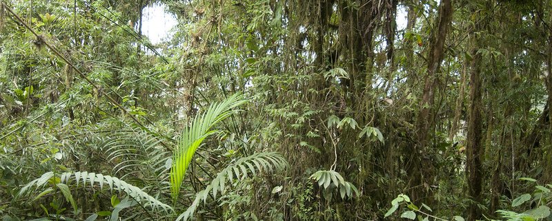 Le foreste tropicali rappresentano oltre il 50% del serbatoio globale di carbonio terrestre ma sono minacciate dal cambiamento climatico. Foto: Peter Prokosch Attribution-NonCommercial-ShareAlike 2.0 Generic CC BY-NC-SA 2.0 Deed