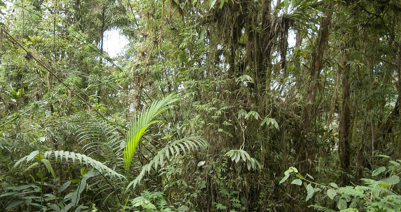 Le foreste tropicali rappresentano oltre il 50% del serbatoio globale di carbonio terrestre ma sono minacciate dal cambiamento climatico. Foto: Peter Prokosch Attribution-NonCommercial-ShareAlike 2.0 Generic CC BY-NC-SA 2.0 Deed