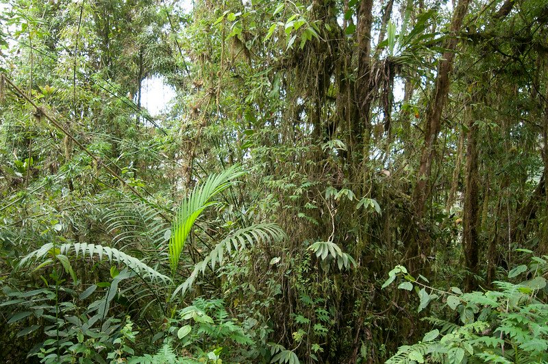 Le foreste tropicali rappresentano oltre il 50% del serbatoio globale di carbonio terrestre ma sono minacciate dal cambiamento climatico. Foto: Peter Prokosch Attribution-NonCommercial-ShareAlike 2.0 Generic CC BY-NC-SA 2.0 Deed